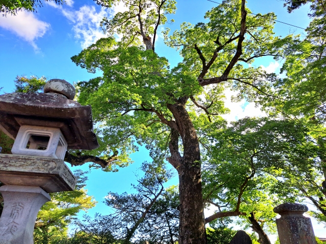 腰が痛い 先祖：遺伝的影響の可能性